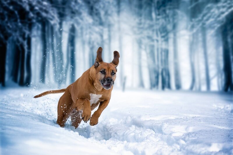 Brown Dog Running in Snow — White