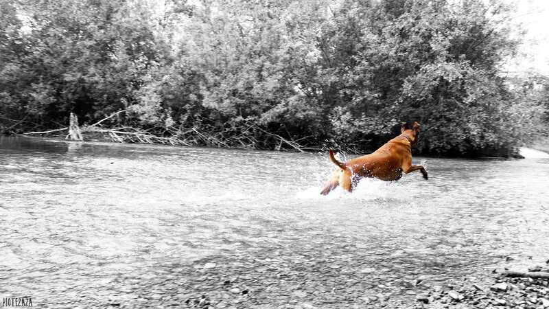 Brown Dog Running in Water — Black