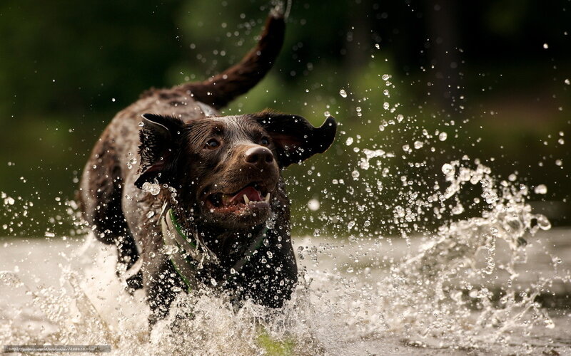 Brown Dog Running in Water — Energetic