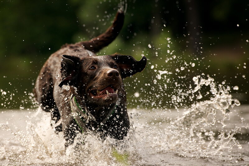 Brown Dog Running in Water