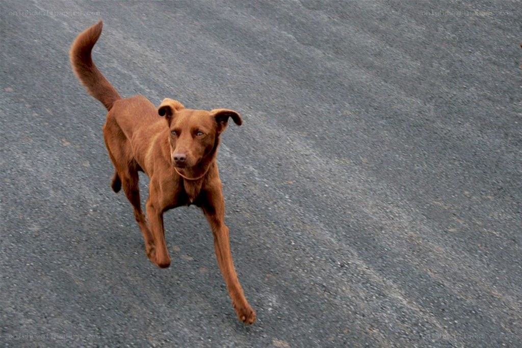 brown dog running on road