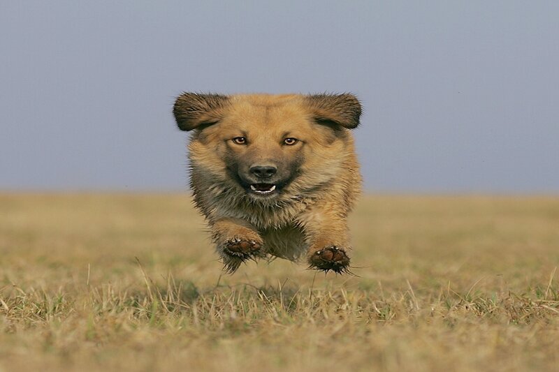Brown Dog Running