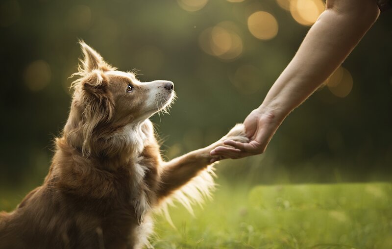 Brown Dog Shaking Hands