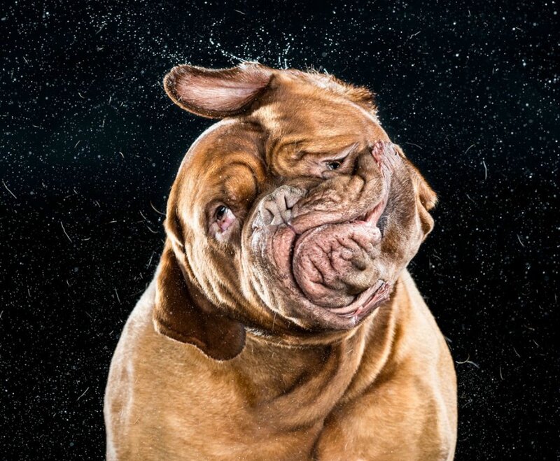 Brown Dog Shaking Head