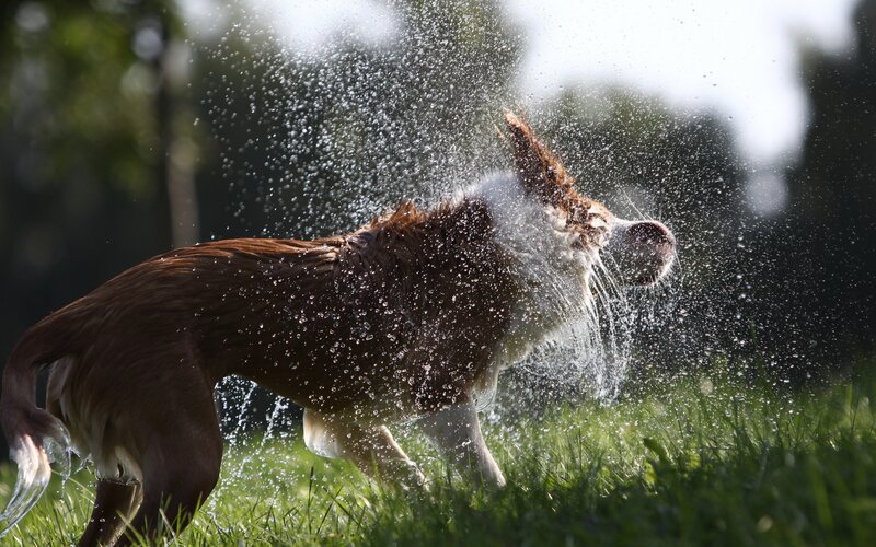 Brown Dog Shaking Water