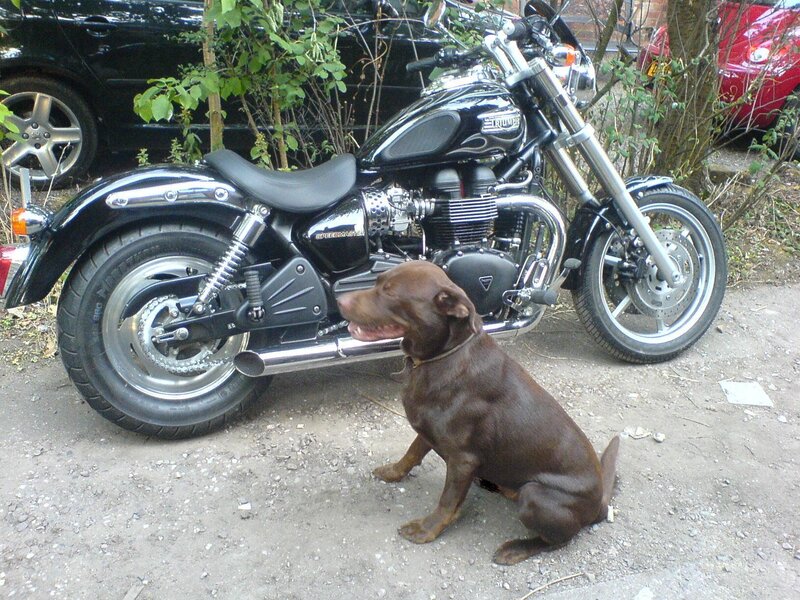 Brown Dog Sitting — Black