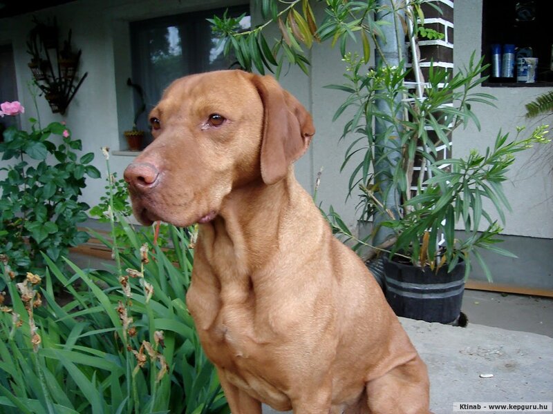 Brown Dog Sitting — Calm, Afternoon