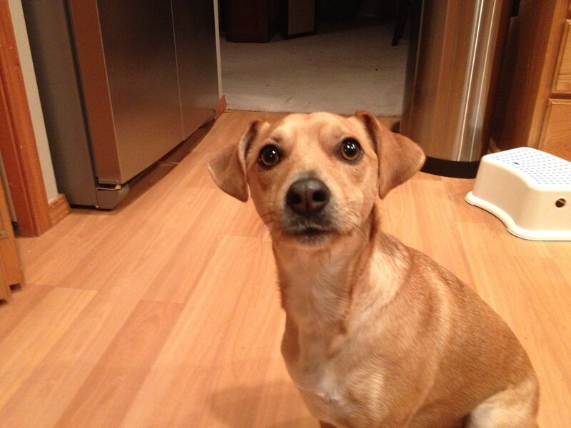 Brown Dog Sitting — Calm
