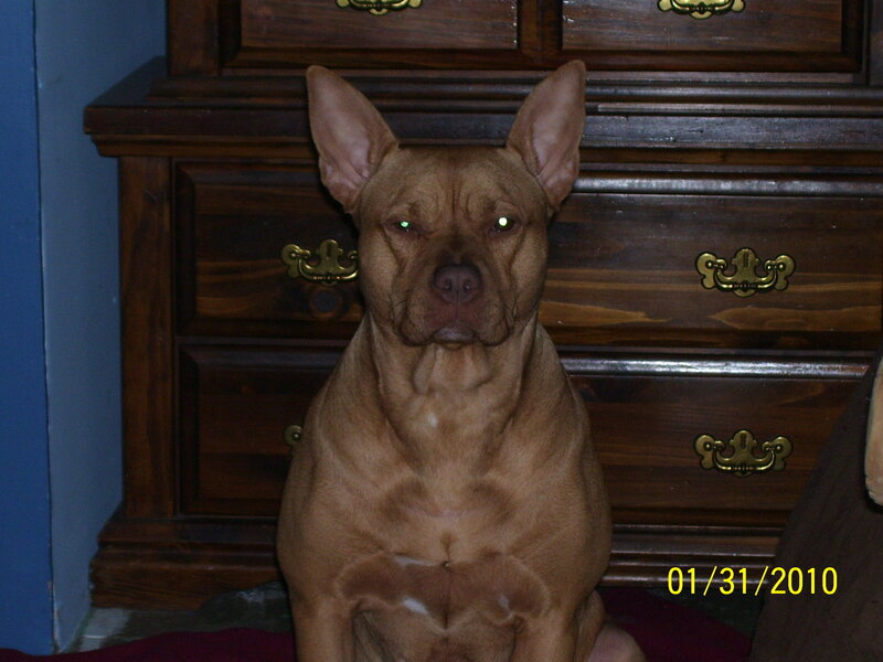 brown dog sitting in front of dresser