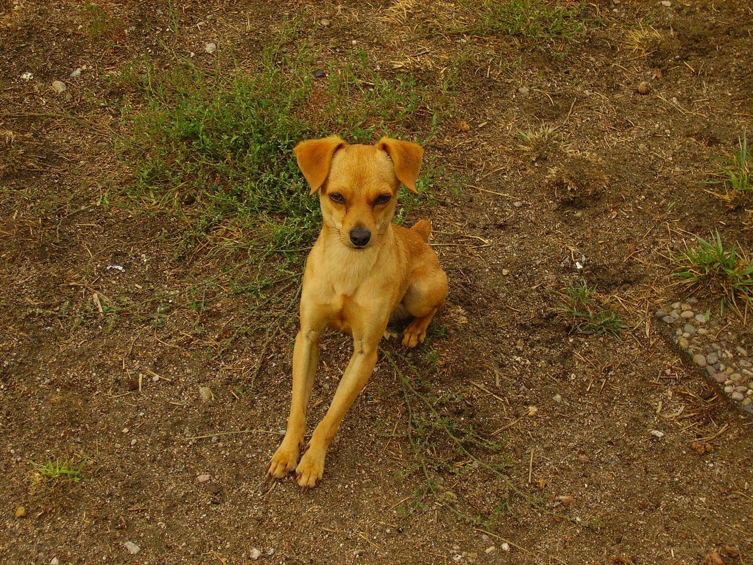 brown dog sitting on dirt