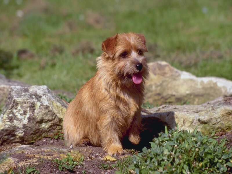 brown dog sitting on rocks
