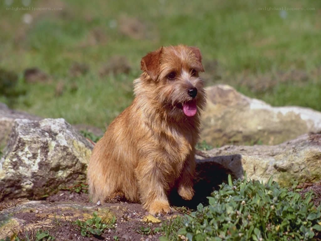 brown dog sitting on rocks