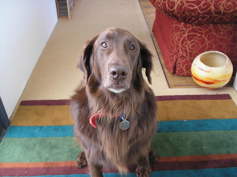 Brown Dog Sitting