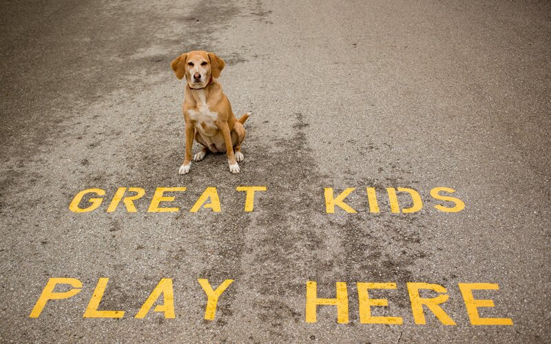 Brown Dog Sitting — Yellow, Calm