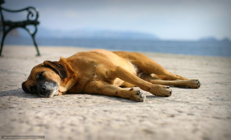 Brown Dog Sleeping — Calm, Afternoon, Photograph, Bench, Sea, Pavement