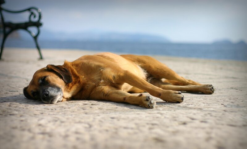 Brown Dog Sleeping — Calm, Afternoon, Photograph, Bench, Sea