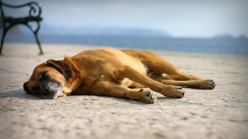 Brown Dog Sleeping — Calm, Afternoon, Photograph, Bench