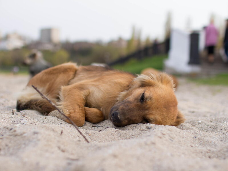 Brown Dog Sleeping — Calm, Afternoon, Photograph