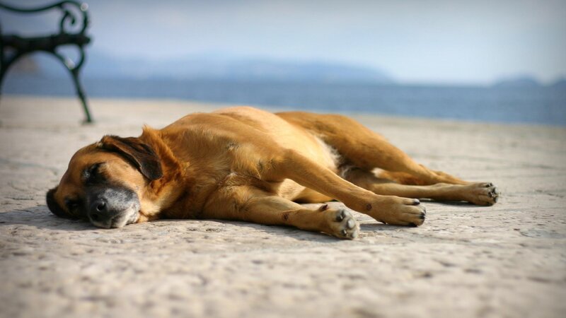 Brown Dog Sleeping — Calm, Afternoon