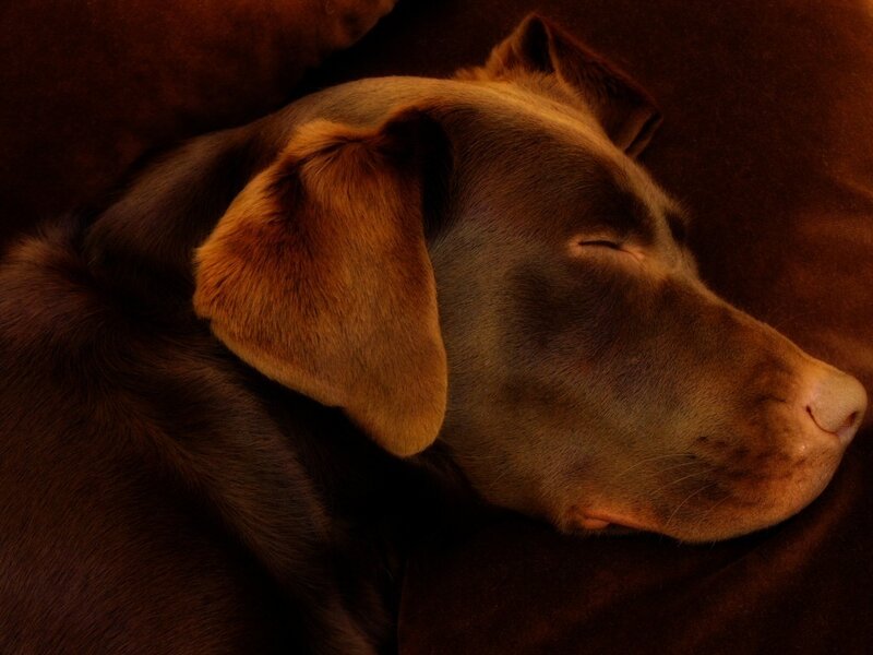 Brown Dog Sleeping — Calm, Night