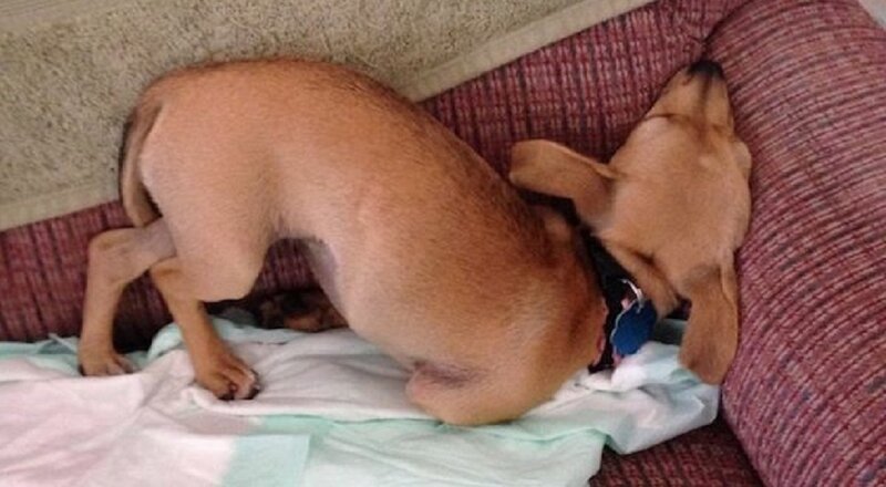 Brown Dog Sleeping — Calm, Photograph, Couch, Dog Bed
