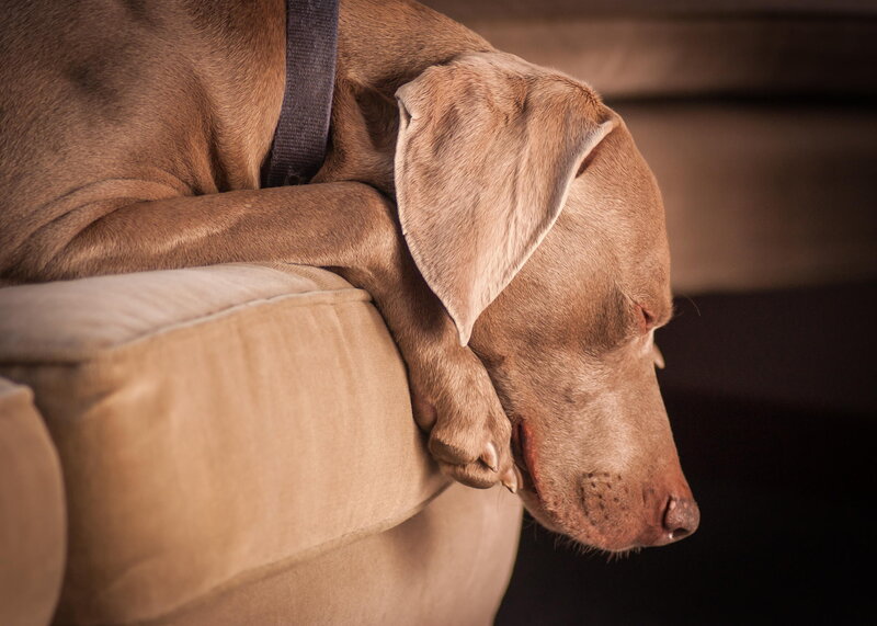 Brown Dog Sleeping — Calm, Photograph, Couch