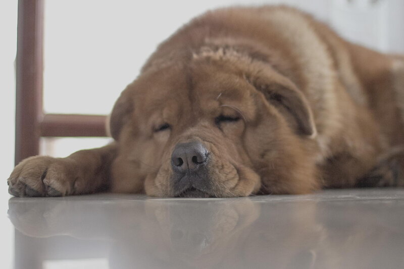 Brown Dog Sleeping — Calm, Photograph, Floor