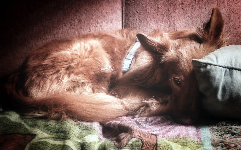 Brown Dog Sleeping — Calm, Photograph, Pillow