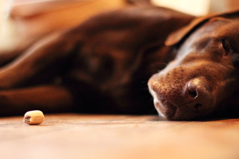 Brown Dog Sleeping — Calm, Photograph