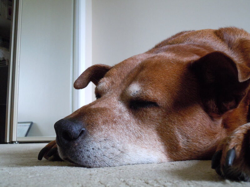 Brown Dog Sleeping — Calm