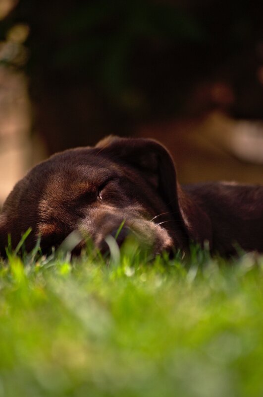 Brown Dog Sleeping — Green