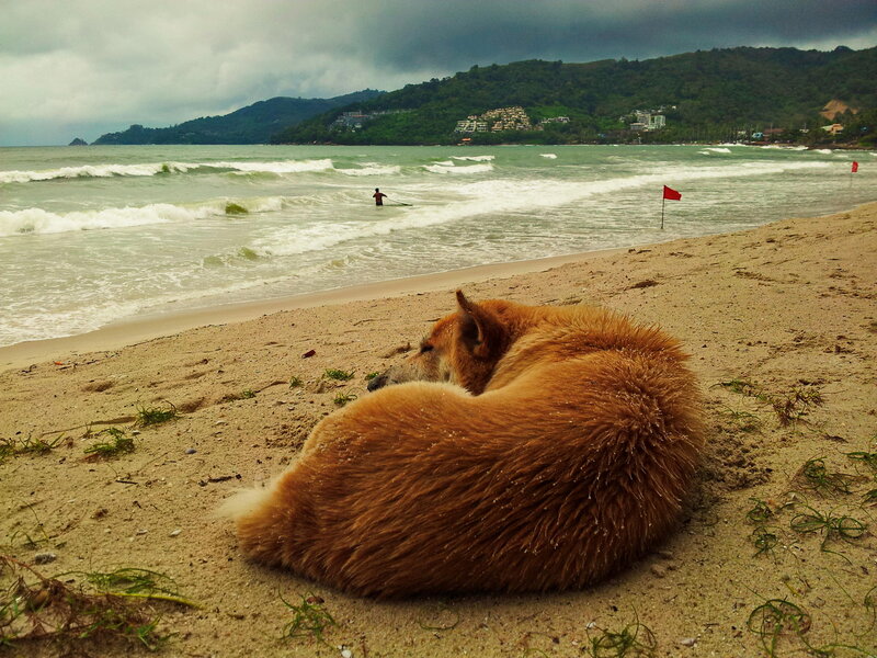 Brown Dog Sleeping on Beach