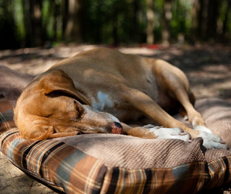Brown Dog Sleeping — Peaceful, Afternoon, Photograph