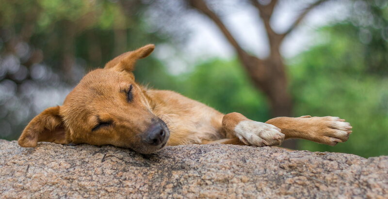Brown Dog Sleeping — Peaceful, Afternoon
