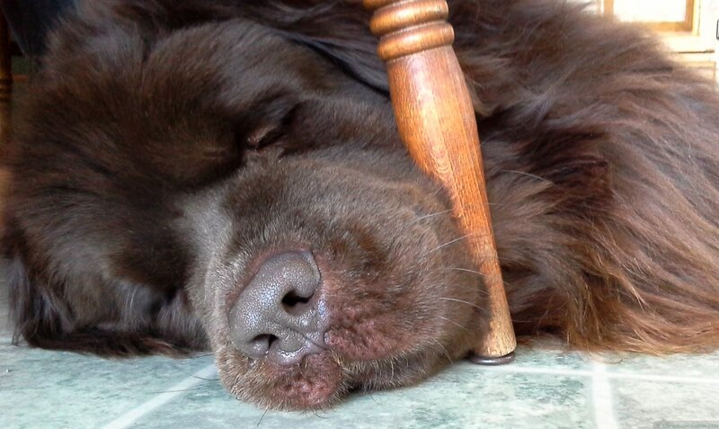 Brown Dog Sleeping — Peaceful, Photograph