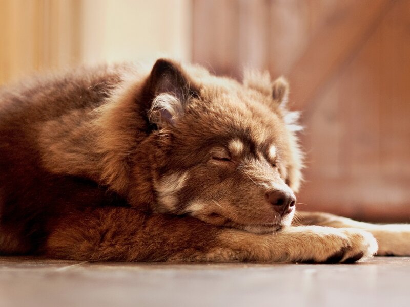 Brown Dog Sleeping — Peaceful