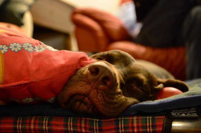 Brown Dog Sleeping — Red