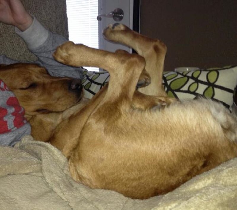 Brown Dog Sleeping — Relaxed, Photograph