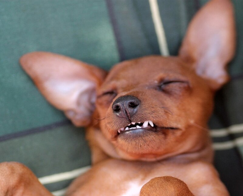 Brown Dog Sleeping — Relaxed