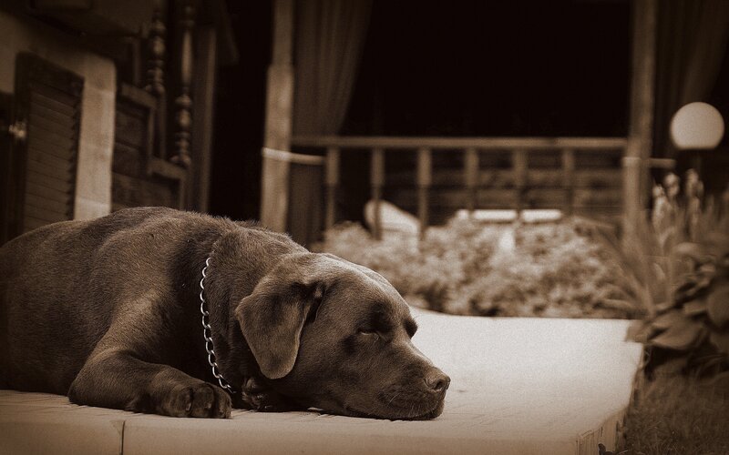 Brown Dog Sleeping — Sepia