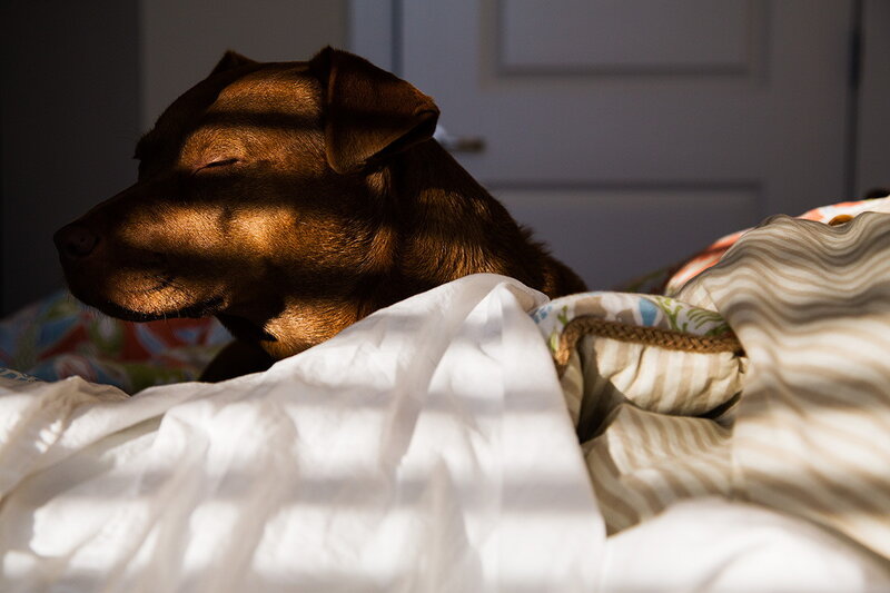 Brown Dog Sleeping — Serene, Morning