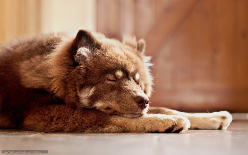 Brown Dog Sleeping — Serene, Photograph