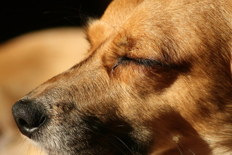 Brown Dog Sleeping — Serene