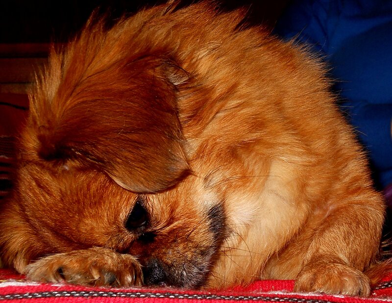 Brown Dog Sleeping