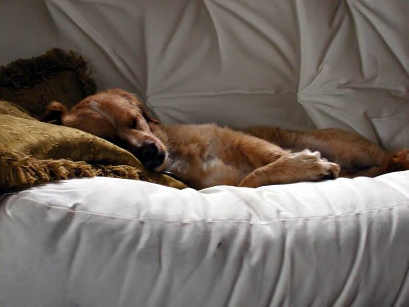 Brown Dog Sleeping — White