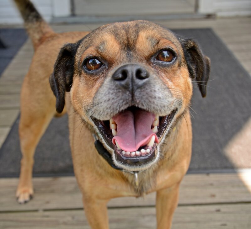 Brown Dog Smiling