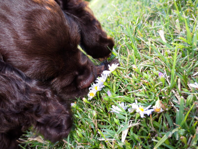 Brown Dog Sniffing Flowers