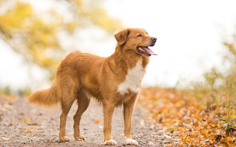 Brown Dog Standing — Calm