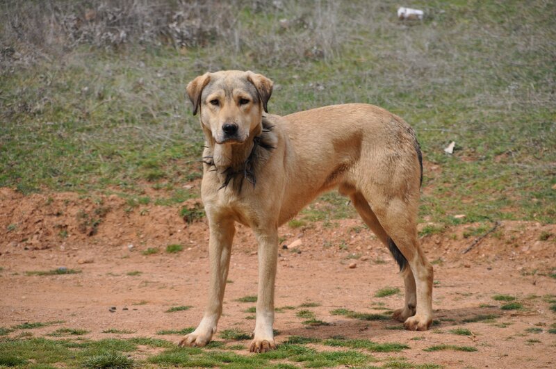 Brown Dog Standing — Neutral