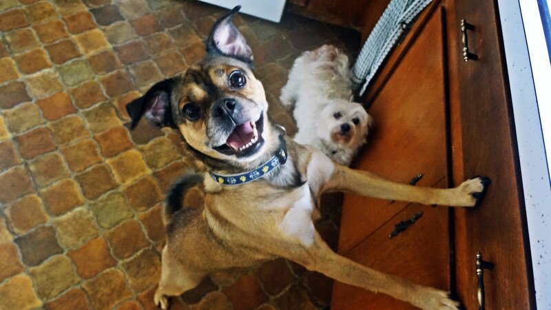 Brown Dog Standing